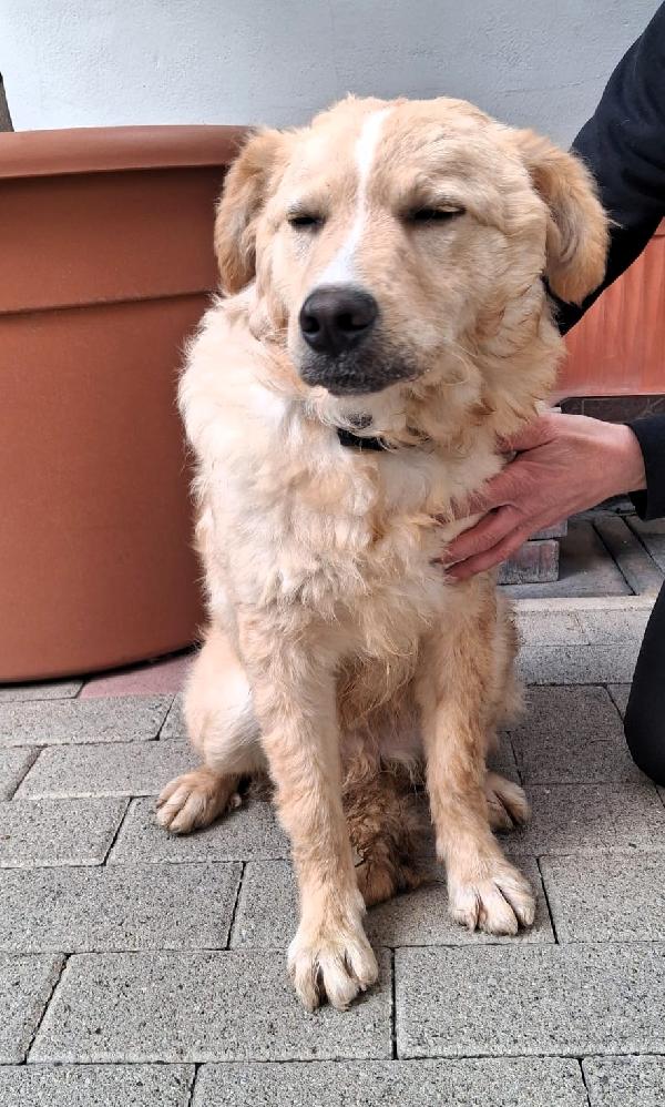 GIULIO TENERO CUCCIOLO Foto 2